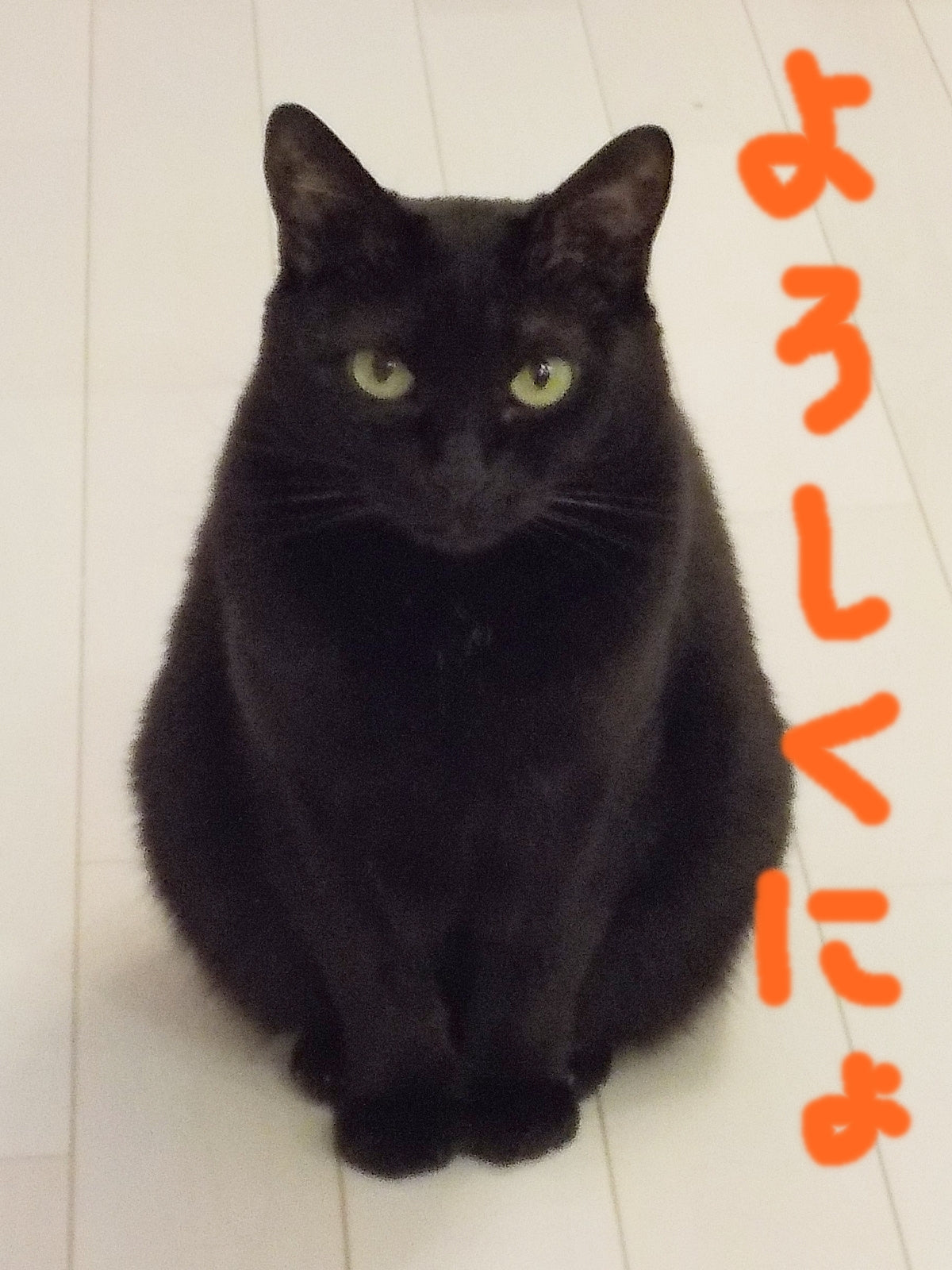 祝・NEWショップ&サイトをオープンいたしました~♪